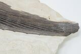 15.5" Cretaceous Swordfish (Protosphyraena) Pectoral Fin - Kansas - #197482-3